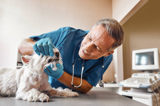 Best Emergency Dentist for Special Needs Patients in Unt Vernon, MO